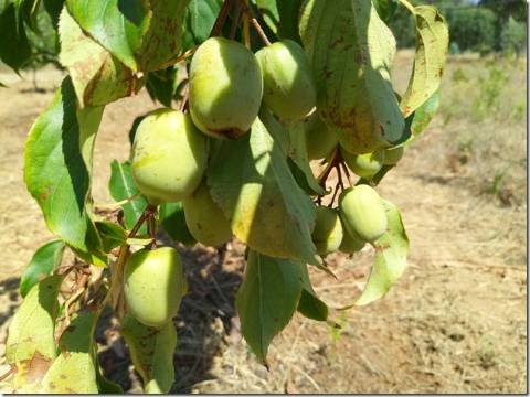 Quinta  Venda em Louriçal do Campo,Castelo Branco