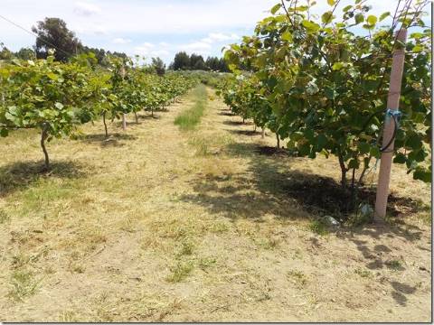 Quinta  Venda em Louriçal do Campo,Castelo Branco