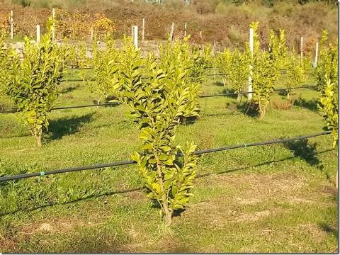Quinta  Venda em Louriçal do Campo,Castelo Branco
