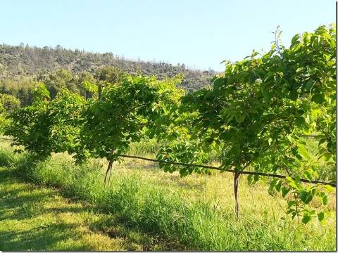 Quinta  Venda em Louriçal do Campo,Castelo Branco