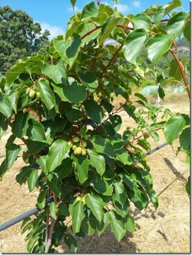 Quinta  Venda em Louriçal do Campo,Castelo Branco