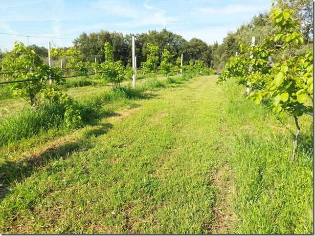 Quinta  Venda em Louriçal do Campo,Castelo Branco