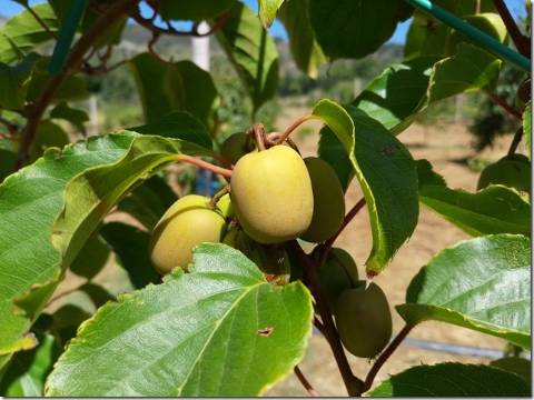 Quinta  Venda em Louriçal do Campo,Castelo Branco