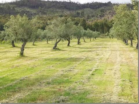 Quinta  Venda em Louriçal do Campo,Castelo Branco