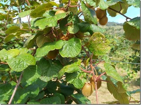 Quinta  Venda em Louriçal do Campo,Castelo Branco