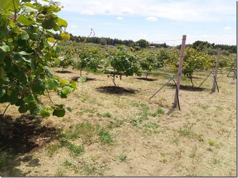 Quinta  Venda em Louriçal do Campo,Castelo Branco