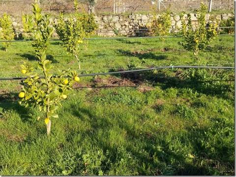Quinta  Venda em Louriçal do Campo,Castelo Branco