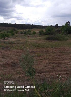 Herdade  Venda em Freixial e Juncal do Campo,Castelo Branco