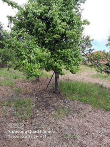 Herdade  Venda em Freixial e Juncal do Campo,Castelo Branco