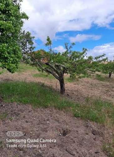 Herdade  Venda em Freixial e Juncal do Campo,Castelo Branco