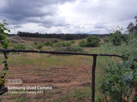 Herdade  Venda em Freixial e Juncal do Campo,Castelo Branco