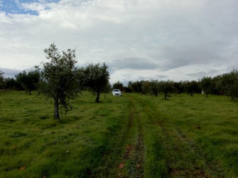 Terreno Rústico  Venda em Ladoeiro,Idanha-a-Nova