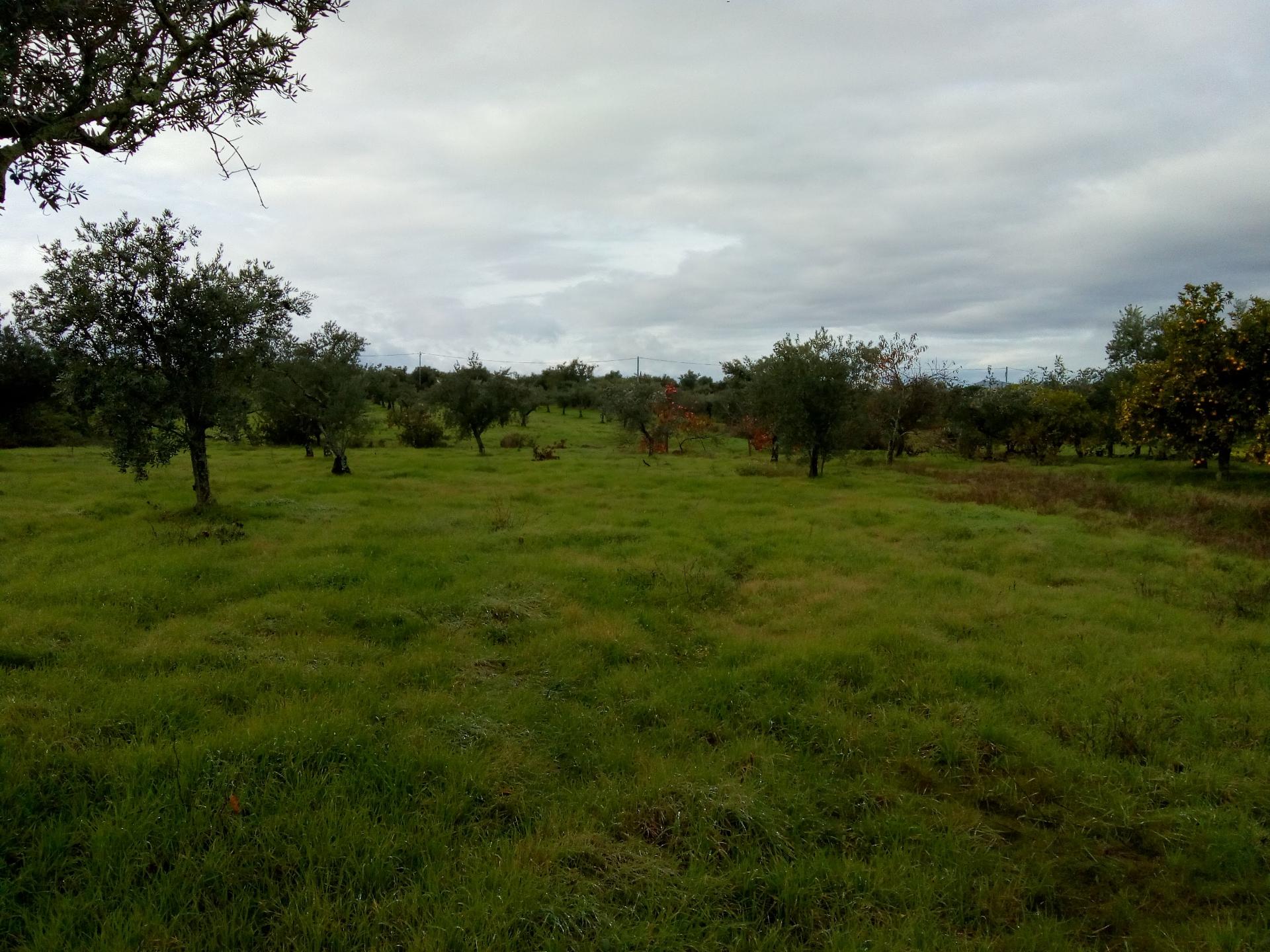 Terreno Rústico  Venda em Ladoeiro,Idanha-a-Nova