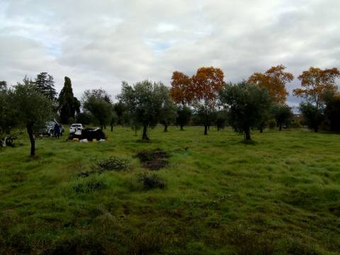 Terreno Rústico  Venda em Ladoeiro,Idanha-a-Nova