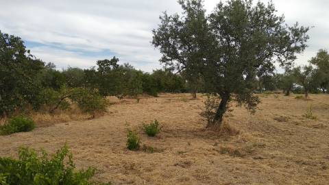 Terreno Rústico  Venda em Ladoeiro,Idanha-a-Nova