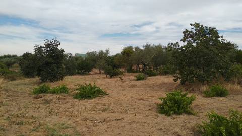 Terreno Rústico  Venda em Ladoeiro,Idanha-a-Nova