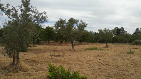 Terreno Rústico  Venda em Ladoeiro,Idanha-a-Nova