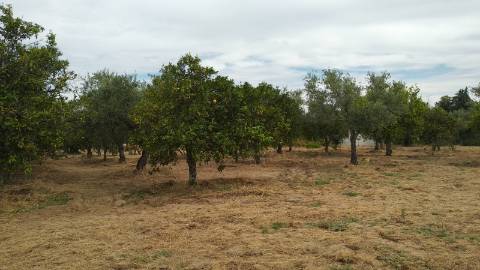 Terreno Rústico  Venda em Ladoeiro,Idanha-a-Nova