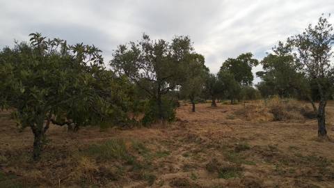 Terreno Rústico  Venda em Ladoeiro,Idanha-a-Nova