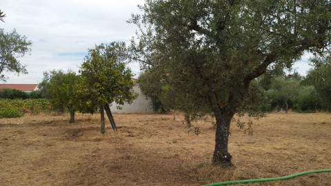 Terreno Rústico  Venda em Ladoeiro,Idanha-a-Nova