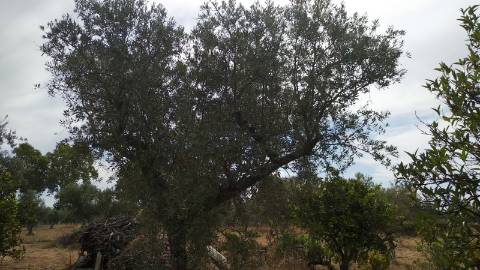 Terreno Rústico  Venda em Ladoeiro,Idanha-a-Nova
