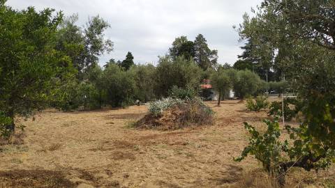 Terreno Rústico  Venda em Ladoeiro,Idanha-a-Nova