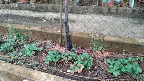 Terreno Urbano  Venda em Cebolais de Cima e Retaxo,Castelo Branco