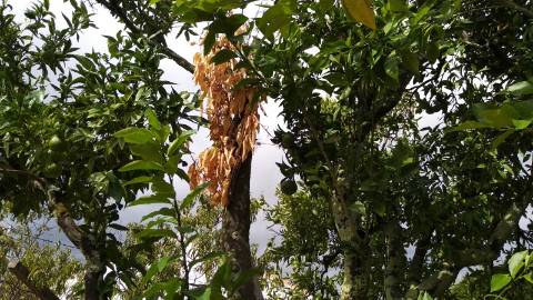 Terreno Urbano  Venda em Cebolais de Cima e Retaxo,Castelo Branco