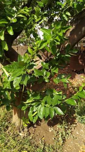Terreno Urbano  Venda em Cebolais de Cima e Retaxo,Castelo Branco