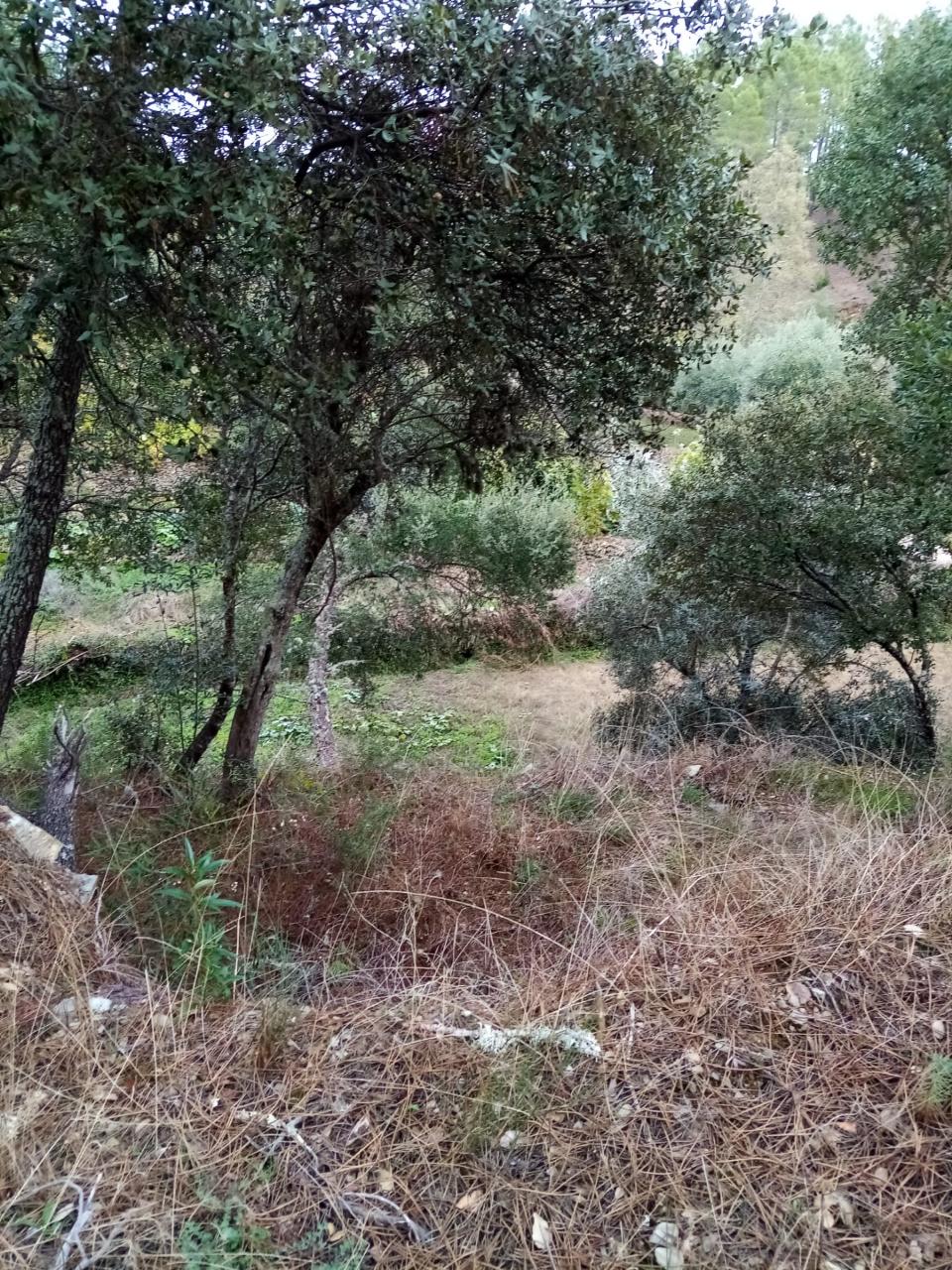 Terreno Rústico  Venda em Almaceda,Castelo Branco