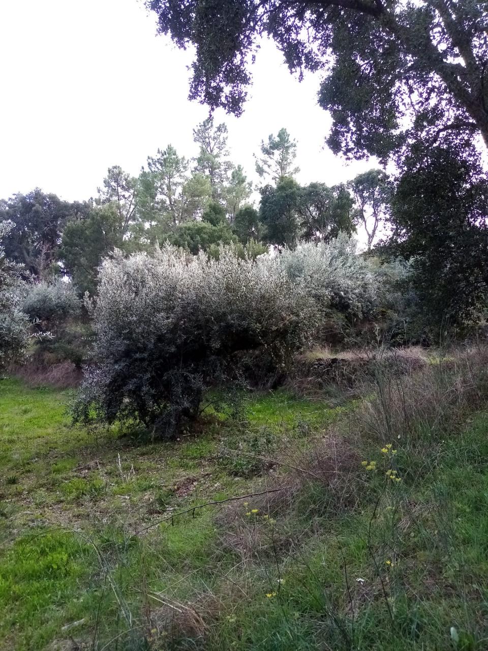 Terreno Rústico  Venda em Almaceda,Castelo Branco