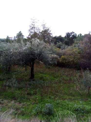 Terreno Rústico  Venda em Almaceda,Castelo Branco