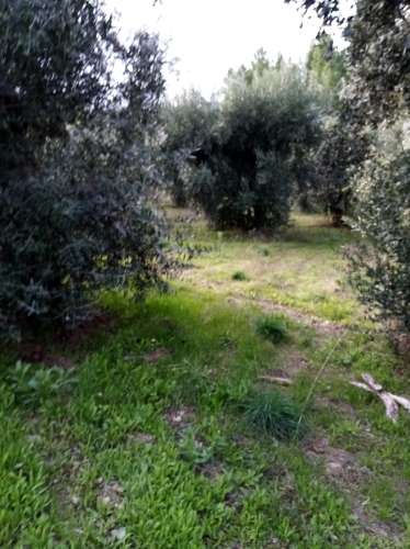 Terreno Rústico  Venda em Almaceda,Castelo Branco