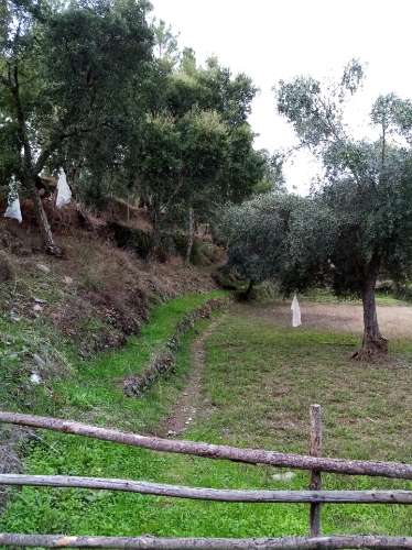 Terreno Rústico  Venda em Almaceda,Castelo Branco