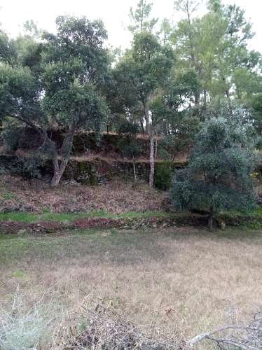 Terreno Rústico  Venda em Almaceda,Castelo Branco