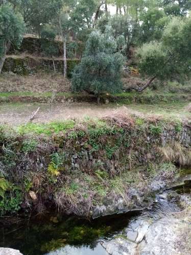 Terreno Rústico  Venda em Almaceda,Castelo Branco