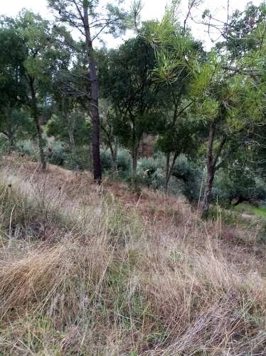 Terreno Rústico  Venda em Almaceda,Castelo Branco