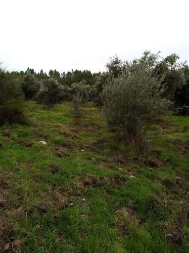 Terreno Rústico  Venda em Almaceda,Castelo Branco