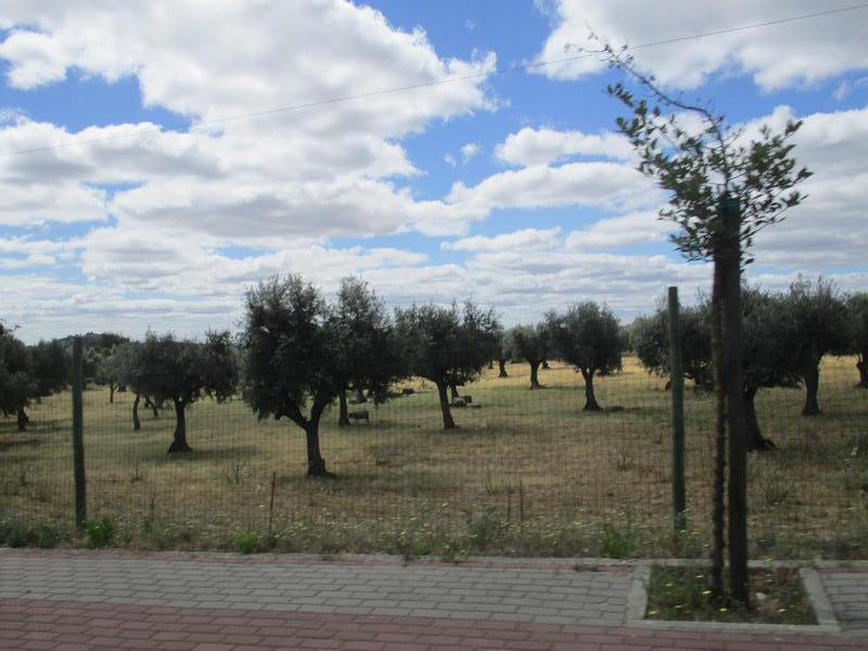 Quinta  Venda em Castelo Branco,Castelo Branco