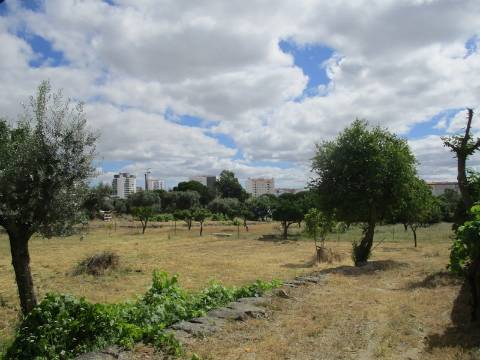 Quinta  Venda em Castelo Branco,Castelo Branco