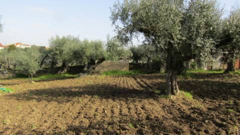 Moradia T4 Venda em Benquerenças,Castelo Branco