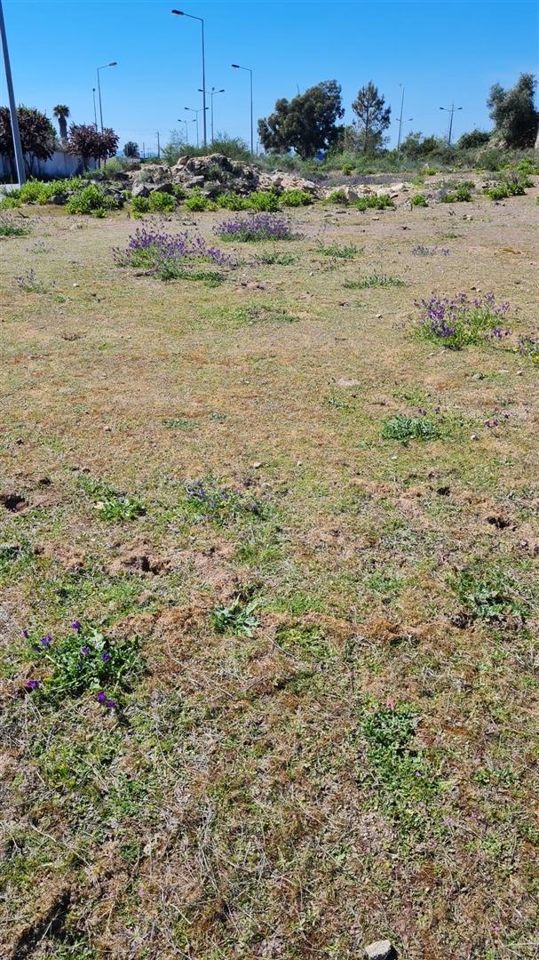 Lote de Terreno  Venda em Alcains,Castelo Branco