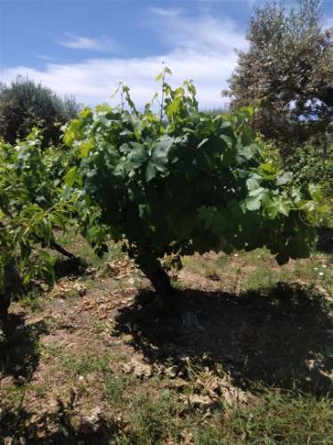 Moradia T7 Venda em Fundão, Valverde, Donas, Aldeia de Joanes e Aldeia Nova do Cabo,Fundão