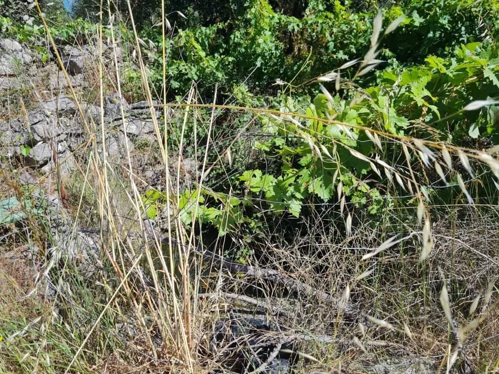 Terreno  Venda em Póvoa de Rio de Moinhos e Cafede,Castelo Branco