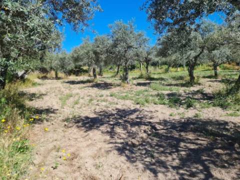 Terreno  Venda em Póvoa de Rio de Moinhos e Cafede,Castelo Branco