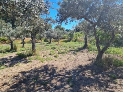 Terreno  Venda em Póvoa de Rio de Moinhos e Cafede,Castelo Branco