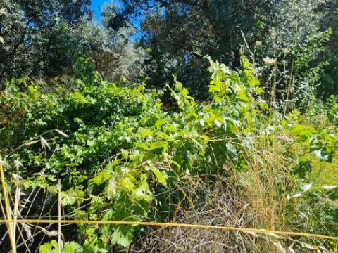 Terreno  Venda em Póvoa de Rio de Moinhos e Cafede,Castelo Branco
