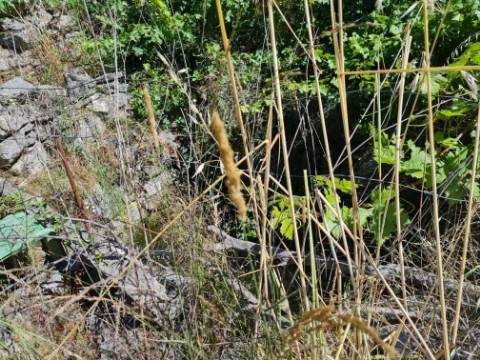 Terreno  Venda em Póvoa de Rio de Moinhos e Cafede,Castelo Branco