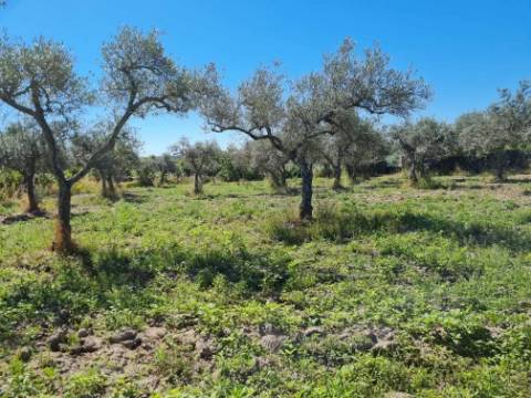 Terreno  Venda em Póvoa de Rio de Moinhos e Cafede,Castelo Branco