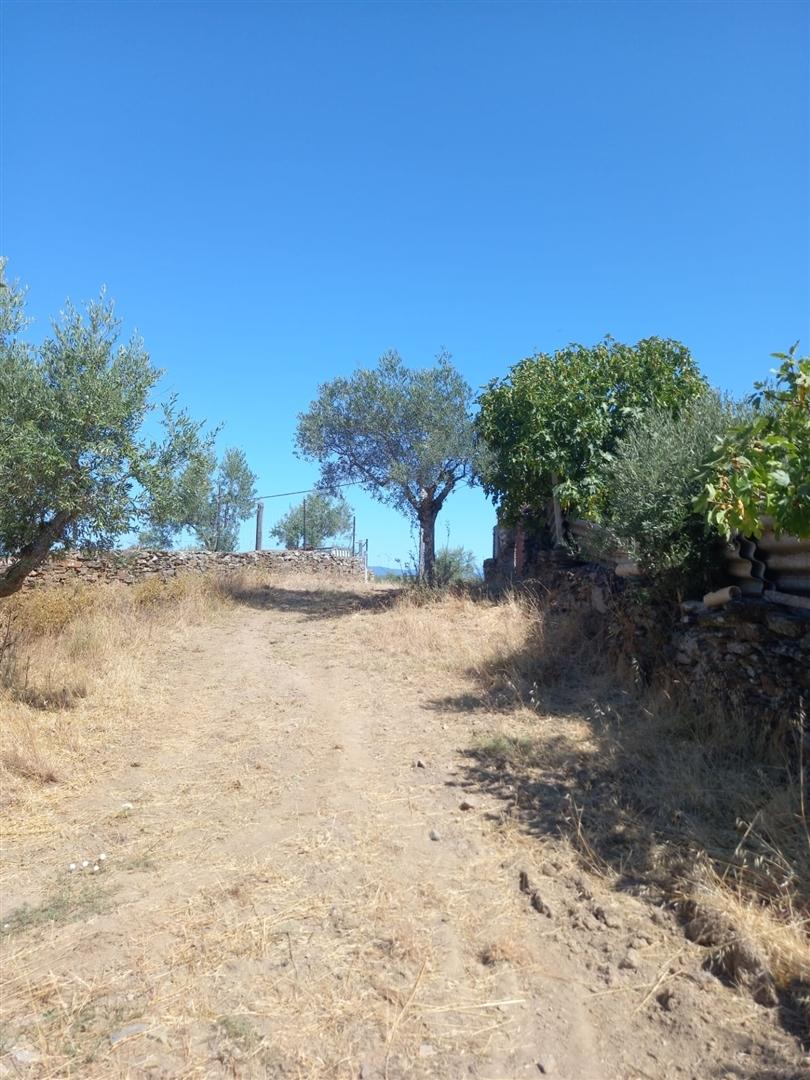 Terreno Rústico  Venda em Freixial e Juncal do Campo,Castelo Branco